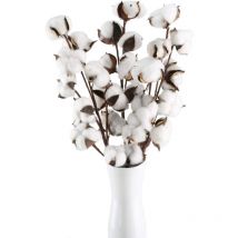 Galozzoit - 3 Branche Fleur de Coton Naturelle 10 Têtes ave Tiges Artificielles Fleurs de Coton Séchées Fausse Plante Naturel Décoration pour