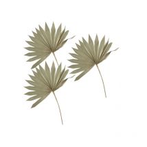 3 feuilles de palmier Torkade 3 feuilles de palmier séchées Boho Natural Colors Anniversary Sun Palm Leaf Feuille de quenouille