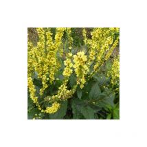 3 Molènes noires Bouillon noir