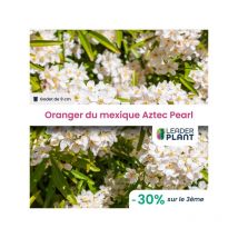 3 x Oranger du Mexique Aztec Pearl en godet