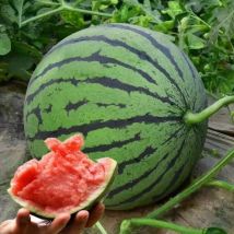 30 Samen Kirin-wassermelone, Kernlos, Ertragreich, Dünnschalig Und Süßfleischig