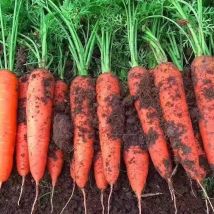 200 Hitze- Und Kälteresistente Karottensamen, Ideal Für Den Anbau Von Obst Und Gemüse, Aussaat Von Februar Bis November