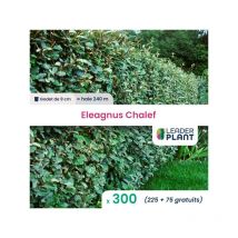 300 x Eleagnus Chalef en godet