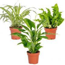 3x Badezimmerpflanzen Mix – Spatiphyllum-Asplenium-Chlorophytum – 12 cm - 25-45 cm