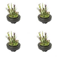 4 Paniers flottants 22 cm de diamètre pour plantes de bassins de jardin et étangs