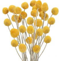 40pcs Fleurs Séchées Naturelle Décoration 40cm Boules de Fleurs Séchées Naturelles Bouquet Fleurs Séchées Herbe pour Déco Intérieur, Chambre, Boho