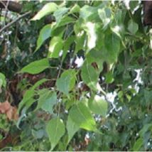40Pz Pianta Brachychiton Populneus