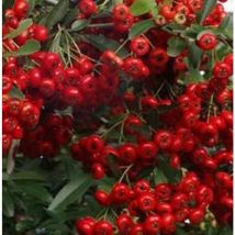 40Pz Pianta Pyracantha