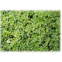 5 niedere Heckenkirschen, ein glänzender Bodendecker