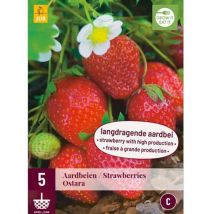 5 racines de Fraisiers Ostara