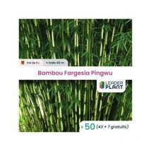 50 x Bambou Fargesia Pingwu en pot de 5 l
