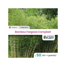 50 x Bambou Fargesia Campbell en pot de 5 l