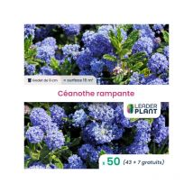 50 x Céanothe rampante en godet