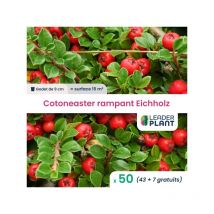 Leaderplant.com - 50 x Cotoneaster rampant Eichholz en godet