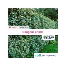 50 x Eleagnus ebbingei Chalef en pot de 4 l