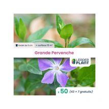 Leaderplant.com - 50 x Grande Pervenche en godet