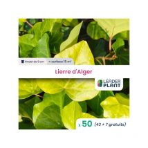 Leaderplant.com - 50 x Lierre d'Alger en godet