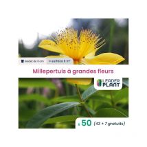 Leaderplant.com - 50 x Millepertuis couvre-sol à grandes fleurs en godet