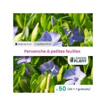Leaderplant.com - 50 x Pervenche à petites feuilles en godet