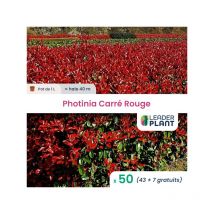 Leaderplant.com - 50 x Photinia Carré Rouge en pot de 1 l