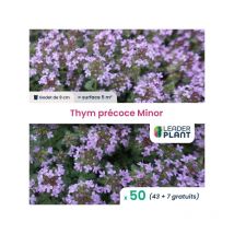 50 x Thym précoce Minor en godet