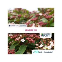50 x Laurier tin en godet