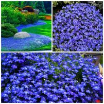 50.000 Samen Thymian „deep Purple“ – Einfach Anzubauen, Blumensamen, Mehrjähriger Bodendecker, Hohe Keimrate