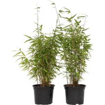 Plant In A Box - Bambou non-traçant - Set de 6 - Fargesia nitida 'Red Dragon' - H60-80cm - 17cm