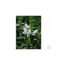 6 Stauden für einen bunten Herbstzauber