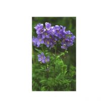 6 Stauden (Pflanzen) für einen blauen Garten