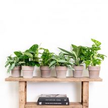 6x Botanische Zimmerpflanzen-Mix - Epipremnum - Monstera Monkey - Murdannia - 12 cm - 20-25 cm