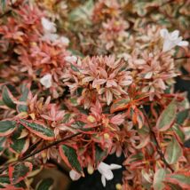 Abélie Tricolor Charm 'Mincautri'/Pot de 3L