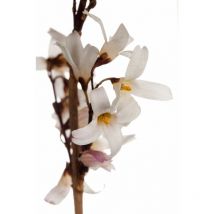 Weiße Forsythie – Abeliophyllum distichum – 1,5 m bis 2 m – 1,2 m bis 1,75 m – Ziergehölz für Balkon und Terrasse