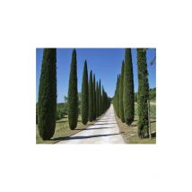 Cipresso nero 'Cupressus sempervirens Pyramidalis' pianta sempreverde in vaso 24 cm h. 140/160 cm