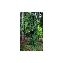 Abete rosso piangente 'Picea abies inversa pendula' pianta in vaso 40 cm h. 2/3 metri