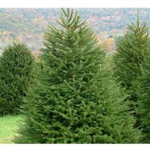 Abete rosso 'Picea abies' Peccio Albero di Natale in mastello h. 100/125 cm
