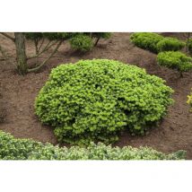 Pflanzen-für-dich.de - Koreatanne 'brillant' Abies Koreana 'brillant' C 3 20- 25