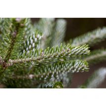 Koreatanne 'Silberlocke' Abies koreana Silberlocke' c 30 80- 100