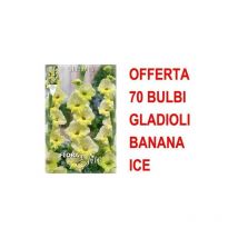 Flortis - Abono Para Fresas Frutos Pequeños 1Kg Phyto Bio