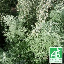 Absinthe romaine BIO/Lot de 3 godets - Blanche