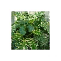 Acanthe molle Tasmanian Angel | Conditionnement: Lot de 3 godets
