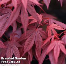 Acer palmatum Atropurpureum 9cm Potted Plant x 1