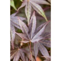 Acer palmatum 'Atropurpureum' 10 l 100- 125