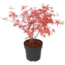 Plant In A Box - rable du Japon - Acer palmatum 'Beni Maiko' - Hauteur 60-70cm - 19cm