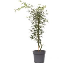 Érable du Japon - Acer palmatum 'Emerald Lace' - Hauteur 60-70cm - 19cm