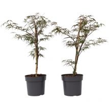 Plant In A Box - rable du Japon - Set de 2 - Acer palmatum 'Garnet' - Hauteur 60-70cm - 19cm