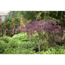 Fächerahorn 'Inaba-shidare' Acer palmatum 'Inaba-shidare' c 60- 80
