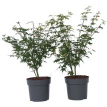 Plant In A Box - rable du Japon - Set de 2 - Acer palmatum 'Little Princess' - H45-55cm - 19cm