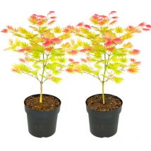 Plant In A Box - rable du Japon - Set de 2 - Acer palmatum 'Moonrise' - Hauteur 40-50cm - 19cm