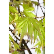 Pflanzen-für-dich.de - Acer palmatum 'Orange Dream' 7,5L 60- 80